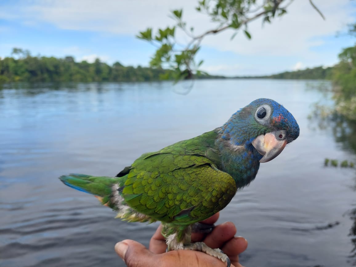 Barco Hotel Princesa Amazônia